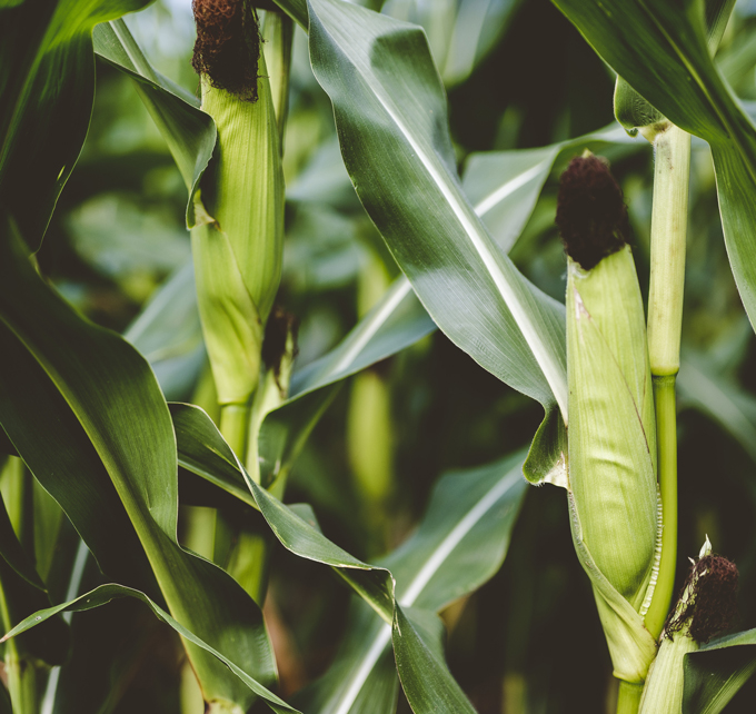 Golden-yellow maize fields