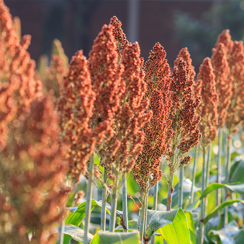 OneGro_0002_Sorghum